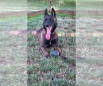 Small #1 Mutt