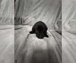 Small #3 Labrador Retriever
