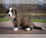 Image preview for Ad Listing. Nickname: Wilma