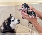 Small Photo #17 Pomsky-Siberian Husky Mix Puppy For Sale in WINDERMERE, FL, USA