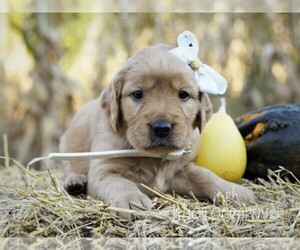 Golden Retriever Puppy for sale in LIBERTY, KY, USA