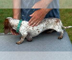 Small #2 Dachshund