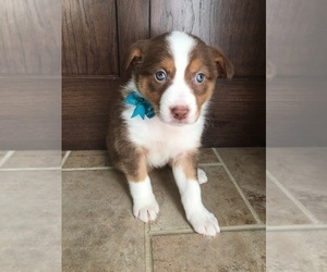 Border-Aussie Puppy for sale in COAL CITY, IN, USA