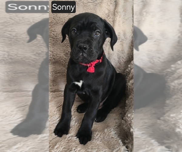 Medium Photo #5 Cane Corso Puppy For Sale in MINERAL WELLS, WV, USA