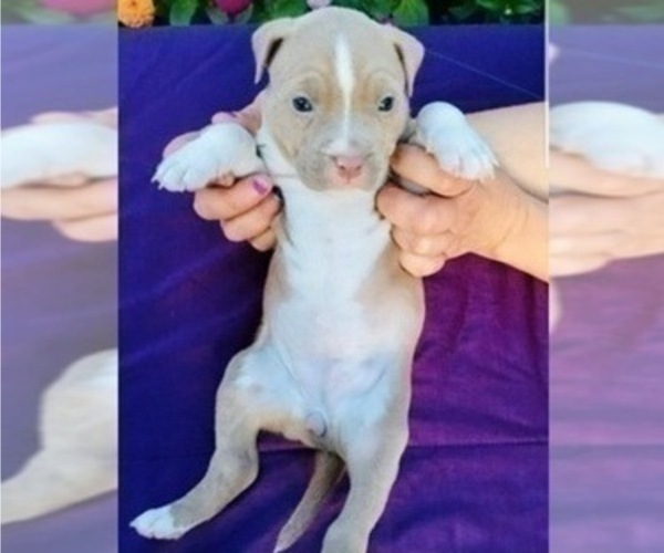 Medium Photo #2 American Pit Bull Terrier Puppy For Sale in ABERDEEN, SD, USA
