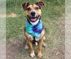 Beagle-Unknown Mix Dogs for adoption in San Antonio, TX, USA