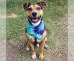 Small Beagle Mix