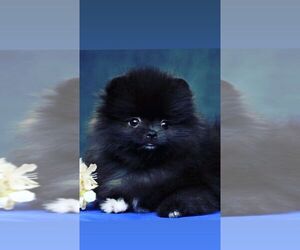 Pomeranian Puppy for sale in SUNNY ISL BCH, FL, USA
