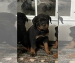 Puppy Puppy 4 Rottweiler
