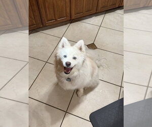 Samoyed-Unknown Mix Dogs for adoption in Oak Bluffs, MA, USA