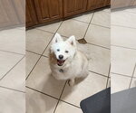 Small Samoyed Mix