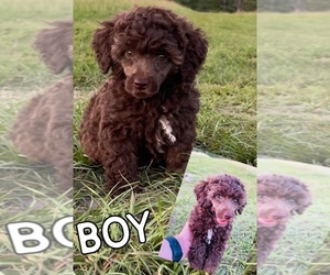 Poodle (Miniature) Puppy for sale in GROVETON, TX, USA