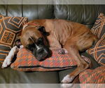 Small #1 Boxer