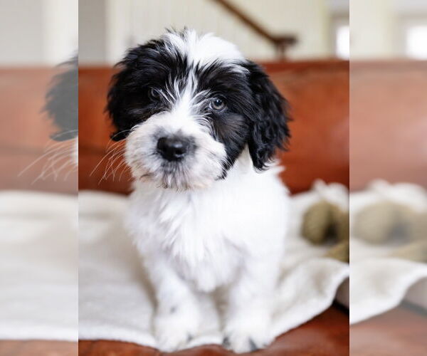 Medium Photo #3 Maltese-Unknown Mix Puppy For Sale in Andover, MN, USA