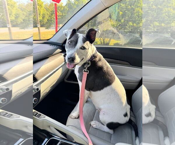 Medium Photo #13 American Pit Bull Terrier-Unknown Mix Puppy For Sale in Germantown, OH, USA