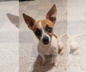 Rat-Cha Dogs for adoption in Southbury, CT, USA