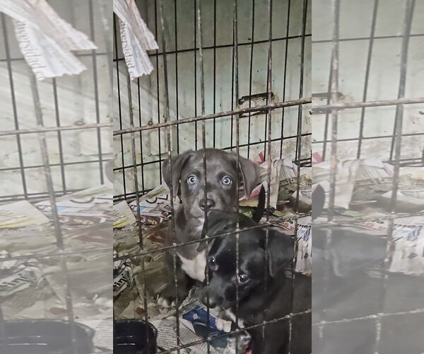 Medium Photo #2 Chihuahua-Siberian Husky Mix Puppy For Sale in Virginia Beach, VA, USA