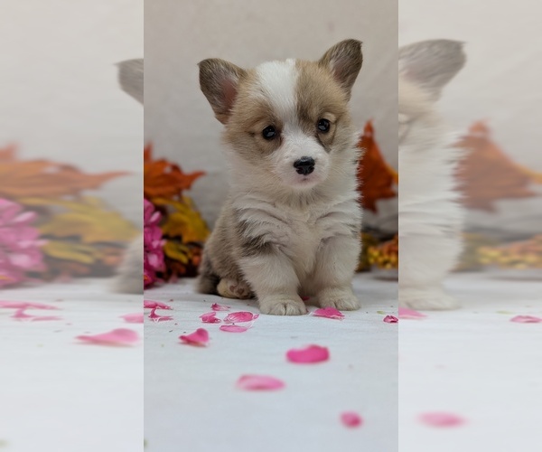 Medium Photo #13 Pembroke Welsh Corgi Puppy For Sale in GOSHEN, IN, USA