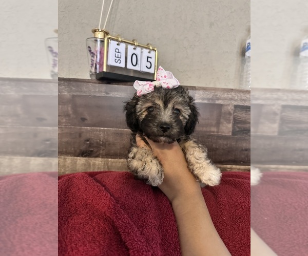 Medium Photo #10 Maltipoo Puppy For Sale in EL PASO, TX, USA