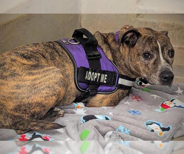 Medium Photo #2 American Staffordshire Terrier Puppy For Sale in Fort Lauderdale, FL, USA