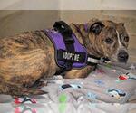 Small #1 American Staffordshire Terrier
