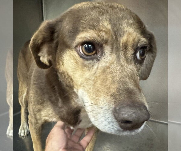 Medium Photo #3 Beagle-Unknown Mix Puppy For Sale in Tarrytown, GA, USA