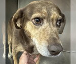 Small #2 Beagle Mix