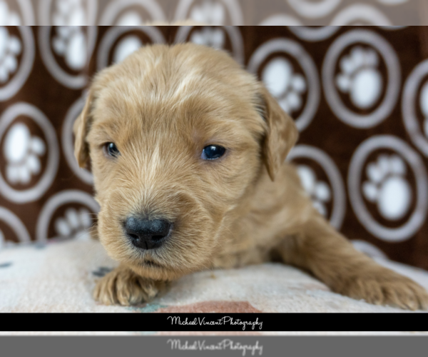 Medium Photo #8 Goldendoodle Puppy For Sale in ESCOHEAG, RI, USA