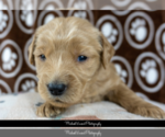Small Photo #8 Goldendoodle Puppy For Sale in ESCOHEAG, RI, USA