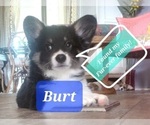 Puppy Burt Cardigan Welsh Corgi-Pembroke Welsh Corgi Mix