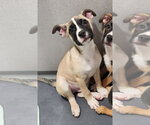 Small #1 Pug Mix
