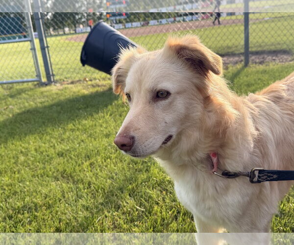 Medium Photo #1 Golden Retriever-Unknown Mix Puppy For Sale in Brooklyn Center, MN, USA