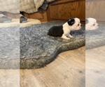Small #2 Boston Terrier