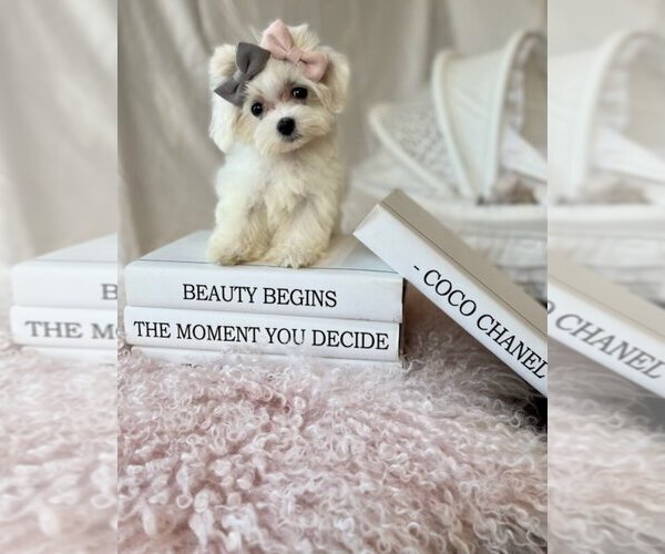 Medium Photo #1 Maltese Puppy For Sale in JACKSONVILLE, FL, USA