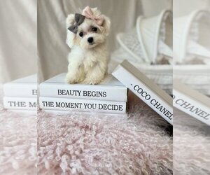 Maltese Puppy for sale in JACKSONVILLE, FL, USA