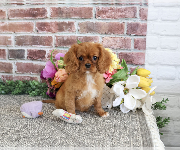 Medium Photo #3 Cavalier King Charles Spaniel Puppy For Sale in SYRACUSE, IN, USA