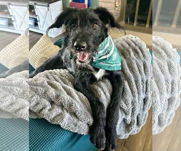 Medium Photo #13 Labrador Retriever-Unknown Mix Puppy For Sale in Sandy, UT, USA