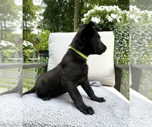 Belgian Malinois Puppy for sale in MANCHESTER, CT, USA