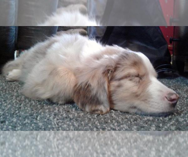 Medium Photo #4 Miniature Australian Shepherd Puppy For Sale in HILLIARD, OH, USA
