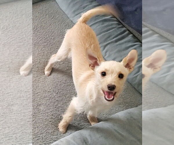 Medium Photo #8 Jack Russell Terrier-Unknown Mix Puppy For Sale in Temecula, CA, USA