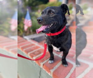 Jack Russell Terrier-Unknown Mix Dogs for adoption in Huntington Beach, CA, USA