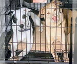 Small #4 Labrador Retriever Mix