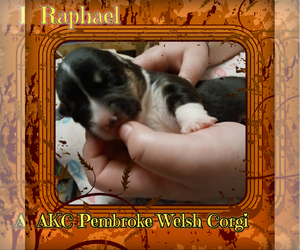 Pembroke Welsh Corgi Puppy for sale in GALLEGOS, NM, USA