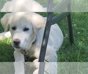 Great Pyrenees Dogs for adoption in Bountiful, UT, USA