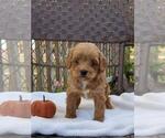 Small Photo #25 Cock-A-Poo-Poodle (Miniature) Mix Puppy For Sale in SALEM, MO, USA
