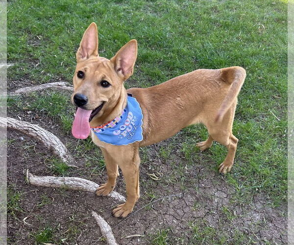 Medium Photo #1 Shepradors Puppy For Sale in Phoenix, AZ, USA