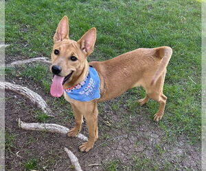 Shepradors Dogs for adoption in Phoenix, AZ, USA