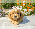 Puppy Thatcher Cavapoo