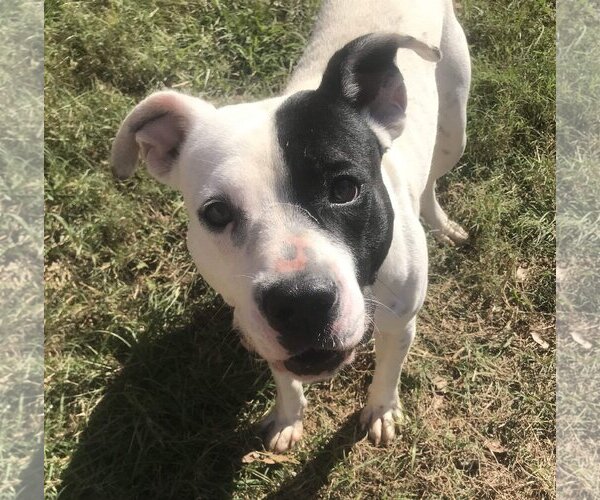 Medium Photo #1 American Pit Bull Terrier-Unknown Mix Puppy For Sale in Jackson, MS, USA