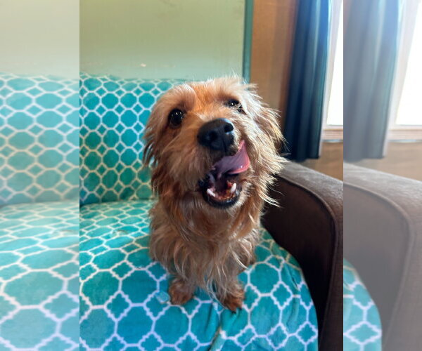 Medium Photo #8 Mutt Puppy For Sale in Pacolet, SC, USA